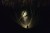 Bear_WRG_beam_shot_28.jpg